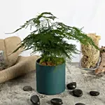 Asparagus Fern Beauty in a Pot