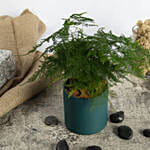 Asparagus Fern Beauty in a Pot