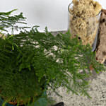 Asparagus Fern Beauty in a Pot