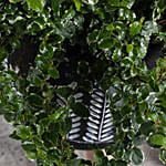 Beautiful Ficus Sunny Plant