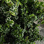 Beautiful Ficus Sunny Plant