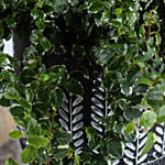 Beautiful Ficus Sunny Plant