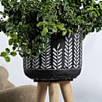 Beautiful Ficus Sunny Plant