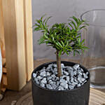 Bonsai Buddhist Pine Plant