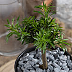 Bonsai Buddhist Pine Plant