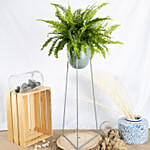 Boston Fern Plant in a Stand