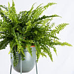 Boston Fern Plant in a Stand