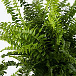 Boston Fern Plant in a Stand