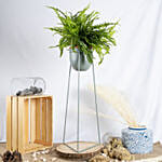 Boston Fern Plant in a Stand