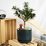 Buddhist Pine Bonsai Garden