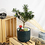 Buddhist Pine Bonsai Garden