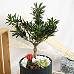 Buddhist Pine Bonsai Garden