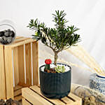 Buddhist Pine Plant Bonsai Garden