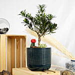 Buddhist Pine Plant Bonsai Garden