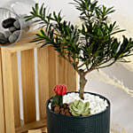 Buddhist Pine Plant Bonsai Garden