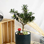 Buddhist Pine Plant Bonsai Garden