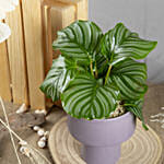 Calathea Orbifolia