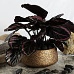 Calathea Plant in Premium Planter