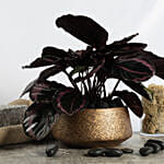 Calathea Plant in Premium Planter