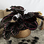 Calathea Plant in Premium Planter