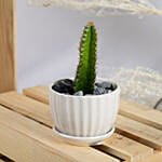 Cerecus catus Plant