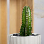 Cerecus catus Plant