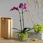 Dual Stem Orchid Plant with Chocolate and Teddy