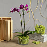 Dual Stem Purple Orchid Plant in a Glass Dish