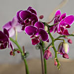 Dual Stem Purple Orchid Plant in a Glass Dish