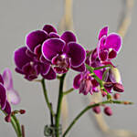 Dual Stem Purple Orchid Plant in a Glass Dish