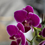 Dual Stem Purple Orchid Plant in a Glass Dish