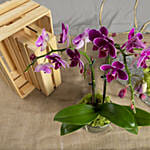 Dual Stem Purple Orchid Plant in a Glass Dish