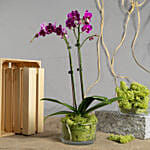 Dual Stem Purple Orchid with Premium Chocolates