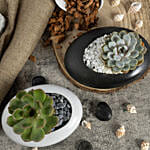 Duo of Echeveria Beauty