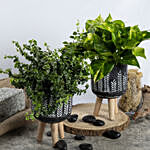 Duo of Golden Pothos and Ficus White Sunny Plant