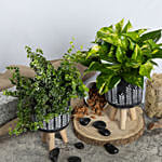Duo of Golden Pothos and Ficus White Sunny Plant