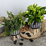 Duo of Golden Pothos and Ficus White Sunny Plant