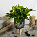 Duo of Golden Pothos and Ficus White Sunny Plant