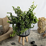 Duo of Golden Pothos and Ficus White Sunny Plant