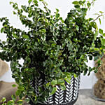 Duo of Golden Pothos and Ficus White Sunny Plant