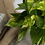 Duo of Golden Pothos and Ficus White Sunny Plant