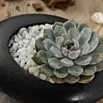 Echeveria Beauty in a Dish