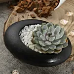 Echeveria Beauty in a Dish