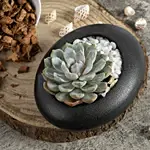 Echeveria Beauty in a Dish