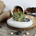 Echeveria Beauty Plant