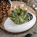 Echeveria Beauty Plant