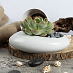Echeveria Beauty Plant