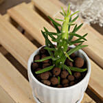 Eve s Needle Cactus Small