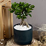 Ficus Bonsai in a Premium Planter