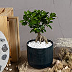 Ficus Bonsai in a Premium Planter